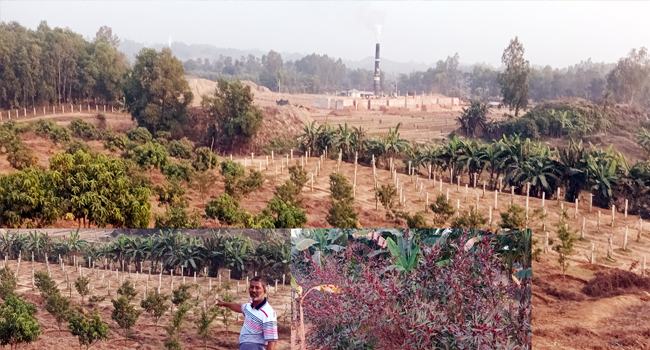 ইটভাটার পাশে পাহাড়ে দৃষ্টিনন্দন অর্গানিক মিশ্র ফলের বাগান