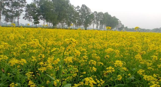 আশুলিয়ায় অনুকূল আবহাওয়ায় বাম্পার ফলন সরিষার
