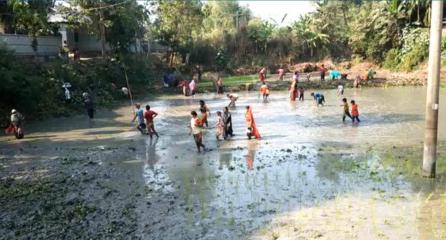 রৌমারীতে পুকুরের মাছ লুট করেছে দুর্বৃত্তরা