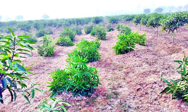 পোরশায় কৃষকের আমবাগান কেটে ধ্বংস