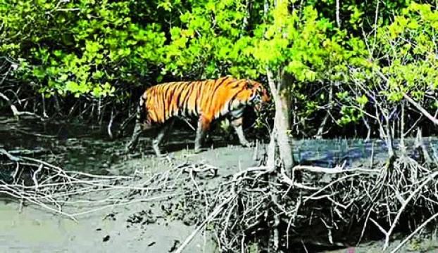 বাঘ গণনায় সুন্দরবনের ৬৬৫ স্পটে বসছে জোড়া ক্যামেরা