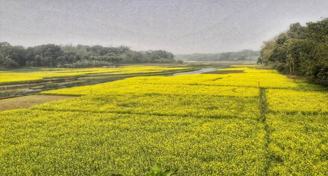 মৌমাছির গুনগুনে মুখরিত শৈলকুপার সরিষা ক্ষেত