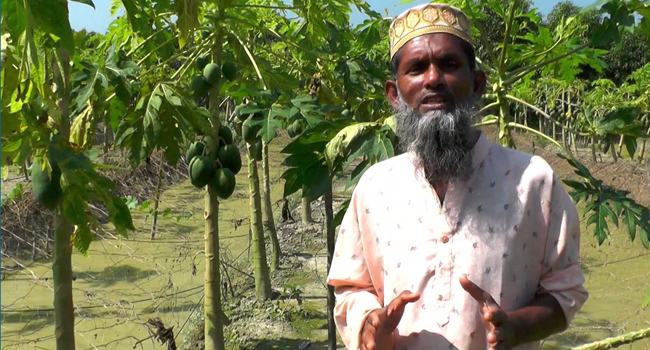 পেঁপে চাষে সফল সরোয়ার, আয় ৫ লাখ