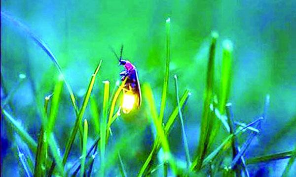 জোনাকির আলো