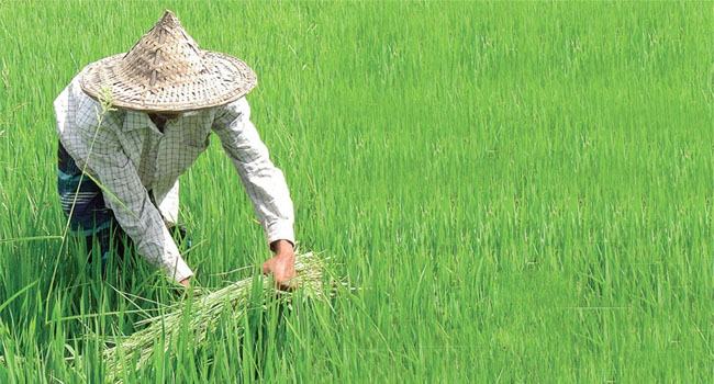 সব সঙ্কটে কৃষিই বাংলাদেশের পরীক্ষিত বন্ধু
