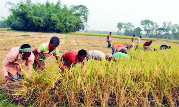 লালমোহনে আমন আবাদে দ্বিগুণ লাভ  কৃষকের মুখে হাসি