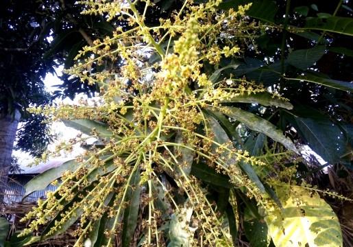 নাগরপুরে অসময়ে আমের মুকুলে মৌমাছির গুঞ্জন