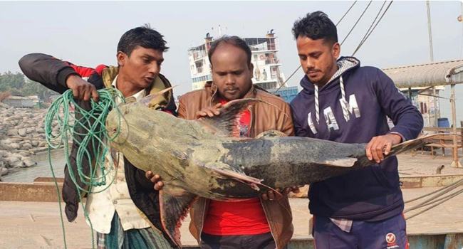 দৌলতদিয়ায় এক বাঘাইড় মাছের দাম ৩৫ হাজার