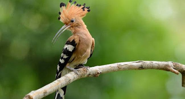 বিশ্বনবীর পাখিপ্রেম