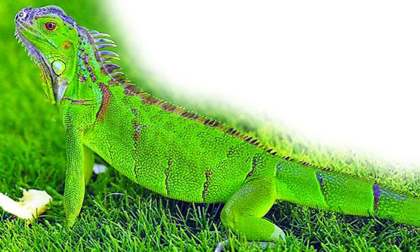টিকটিকির প্রজাতি সবুজ ইগুয়ানা