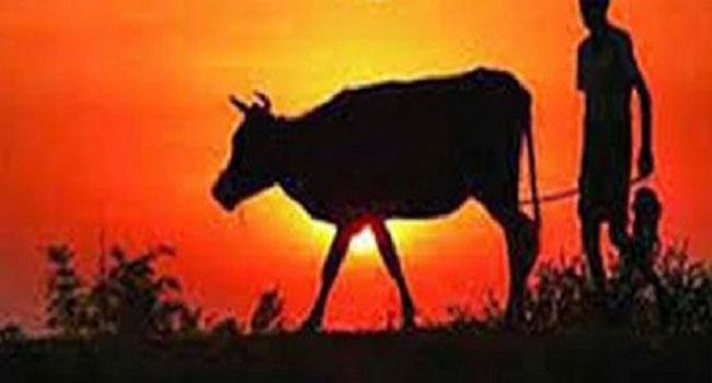 মিঠাপুকুরে গরু চুরির হিড়িক
