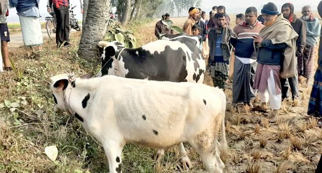 মহাদেবপুরে চুরি হওয়া তিনটি গরু উদ্ধার