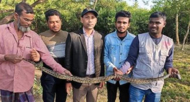 শরণখোলার লোকালয়ে উদ্ধার অজগর সুন্দরবনে অবমুক্ত