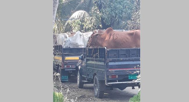 চকরিয়ায় মিয়ানমারের গরুর ভর্তি ট্রাক আটক