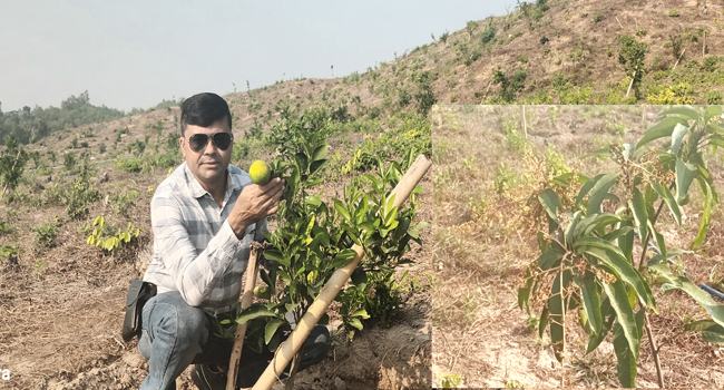 পাহাড়ে মিশ্রফল চাষে সেরা হতে চান চন্দনাইশের মোজাম্মেল