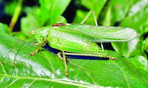 কেটিডিড পা দিয়ে শুনতে পায়