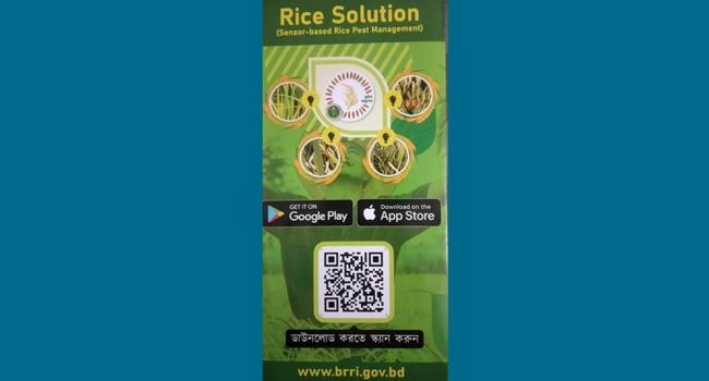 ধানগাছের রোগবালাই জানতে ‘রাইস সল্যুশন’ মোবাইল অ্যাপ উদ্বোধন
