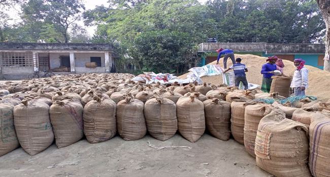 শৈলকুপার বাজারে বাড়তি দাম, ধান পায়নি খাদ্য গুদাম
