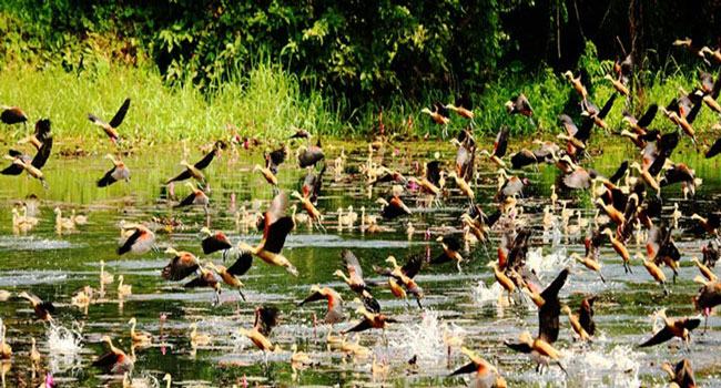 পুঠিয়ায় অবাধেই চলছে অতিথি পাখি শিকার