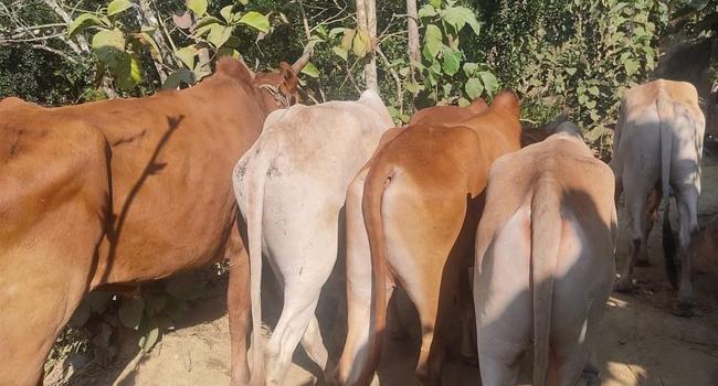 মিয়ানমার থেকে নতুন পথ দিয়ে আসছে গরু ও মহিষ