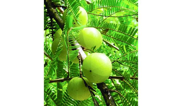 আমলকী
