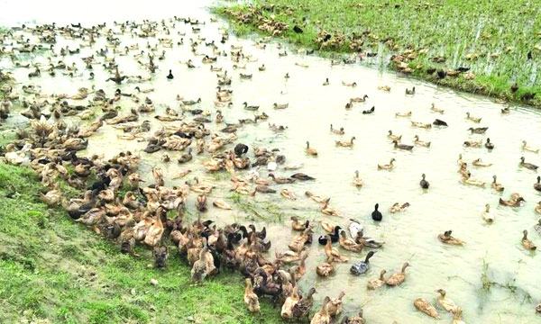হাওরে ডানা মেলে বিচরণ করছে বেকার যুবকদের স্বপ্ন