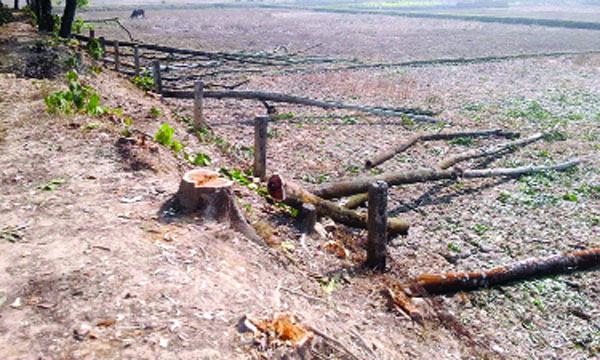 কমলগঞ্জে সরকারি জমি থেকে গাছ লোপাট