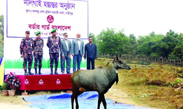 বঙ্গবন্ধু শেখ মুজিব সাফারি পার্কে আরো একটি নীলগাই