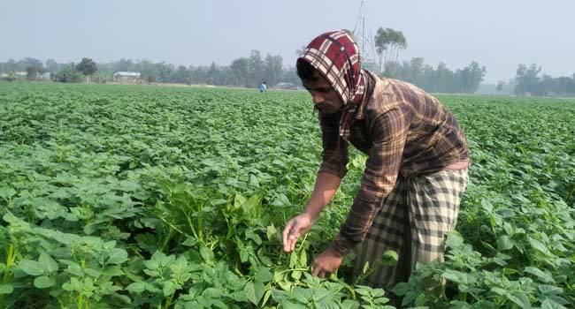বগুড়ায় আলুর বাম্পার ফলনের স্বপ্ন দেখছেন চাষিরা