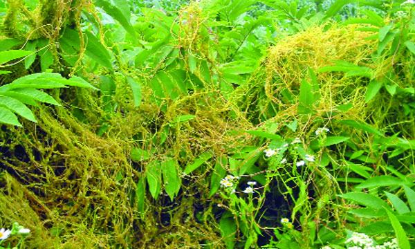 স্বর্ণলতার কথা