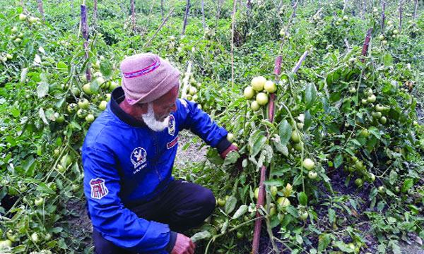 বিষমুক্ত টমেটো চাষে অধিক লাভের স্বপ্ন কৃষকের