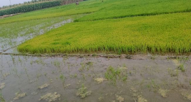 দামুড়হুদায় ঠান্ডায় ধানের বীজতলায় পচন রোগ