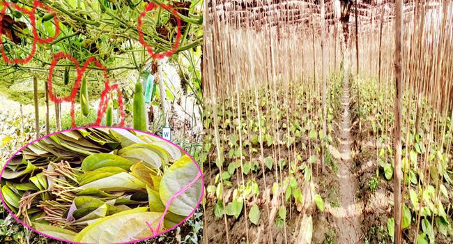 রাজাপুরে শীতে ফসলে পোকার আক্রামণ বেড়েছে, ঝরে যাচ্ছে পান