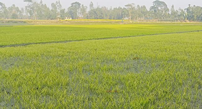 ফুলবাড়ীতে বোরো বীজতলা কোল্ড ইনজুরিতে আক্রান্ত