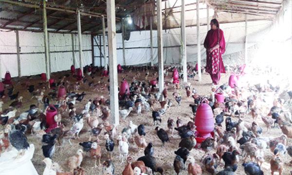 তীব্র শীতে মুরগি নিয়ে বিপাকে খামারিরা