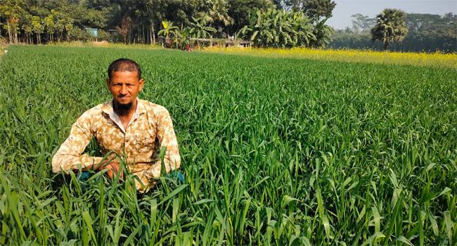 শিবচরে লক্ষ্যমাত্রা ছাড়িয়েছে গম চাষ, স্বপ্ন বুনছে কৃষক