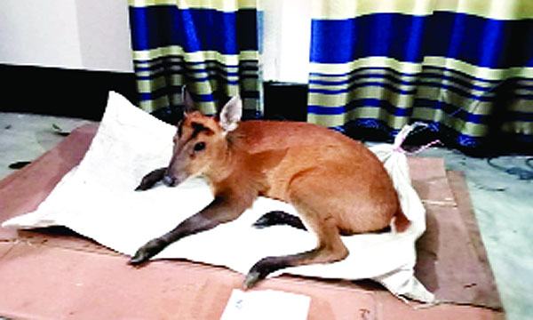 সাতকানিয়ায় মায়া হরিণ উদ্ধার