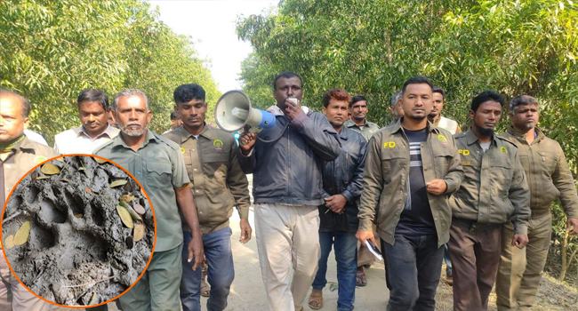 শরণখোলার লোকালয়ে বাঘ : আতঙ্কে গ্রামবাসী, বন বিভাগের মাইকিং
