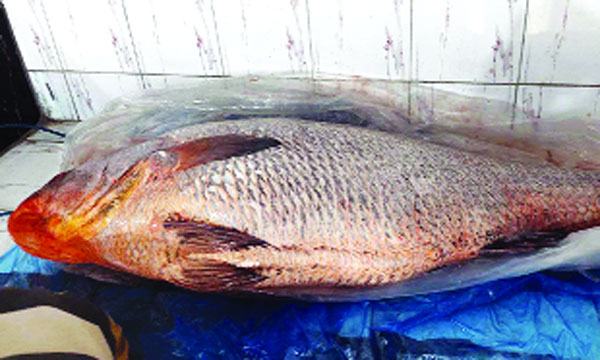 খুলনায় ২৩ কেজি ওজনের ভোল মাছের দাম উঠেছে সাড়ে ৯ লাখ টাকা