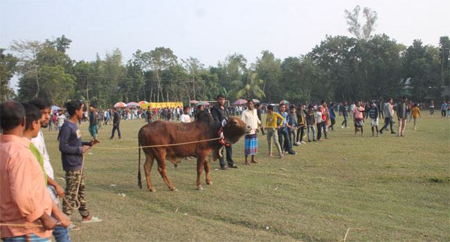 নবাবগঞ্জে ঐতিহ্যবাহী গরুর কাঁছি ছেড়া প্রতিযোগিতা