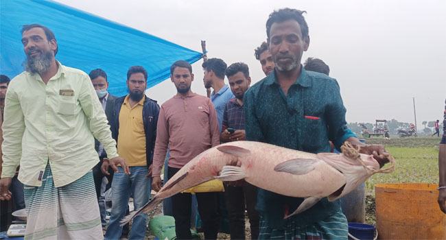কালীগঞ্জে মাছের মেলায় জামাই-শ্বশুরের প্রতিযোগিতা