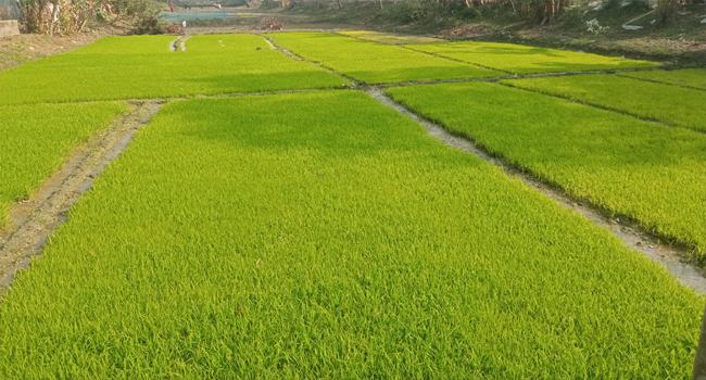 রাজবাড়ীতে ঘন কুয়াশায় বীজতলা ক্ষতিগ্রস্ত, বোরো আবাদ নিয়ে শঙ্কা