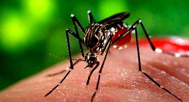 দেশে ডেঙ্গুতে মৃত্যু নেই, আক্রান্ত ১