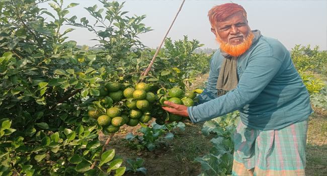 পাকিস্তানি মাল্টা চাষে সফল রাজবাড়ীর আলাউদ্দিন