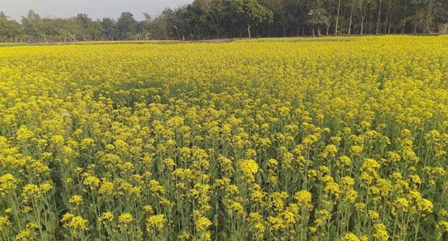 সরিষার হলুদ ফুলে দুলছে কৃষকের রঙিন স্বপ্ন