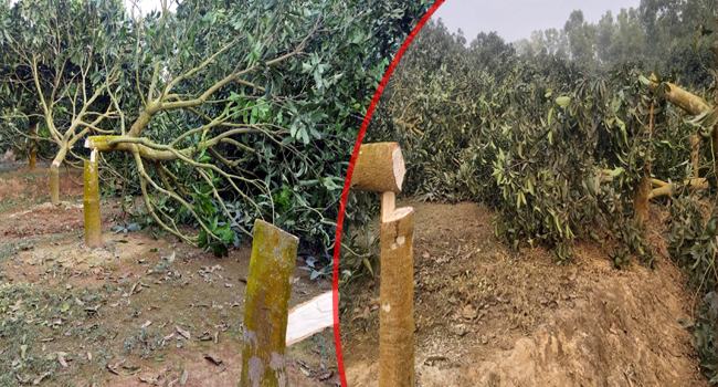 মিঠাপুকুরে মসজিদের শতাধিক আমগাছ কেটে ফেলার অভিযোগ