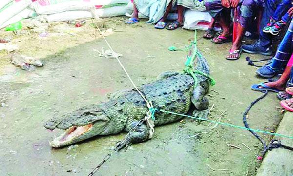 মাছের খামারে আট ফুট কুমির!