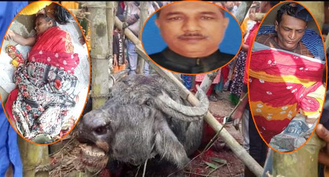 টাঙ্গাইলে মহিষের আক্রমণে মৃত বেড়ে ৩