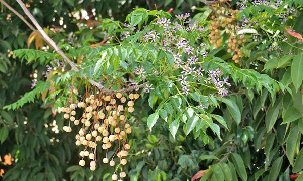 ঘোড়ানিমের কথা