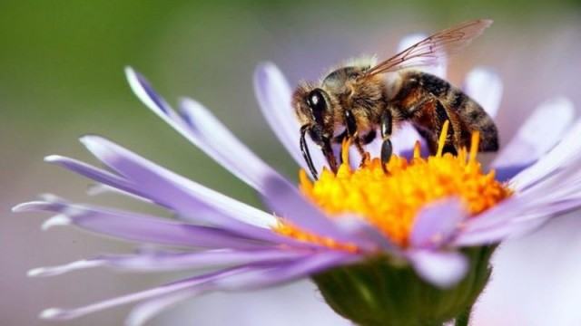 মৌমাছির প্রথম ভ্যাকসিন ও মজার কথা